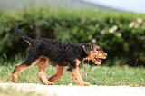 AIREDALE TERRIER 334